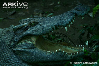 Illustration for article titled Sunday Crocodilian - Crocodylus siamensis Edition